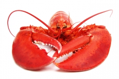 lobster-face